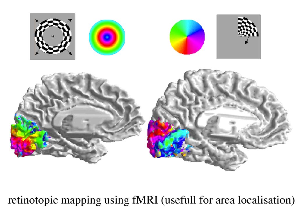 Area V1 Has A Retinotopic Map And So Do Other Visual Areas Ppt